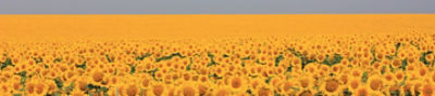 Girasol PAN 7047CL_Desktop